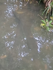 Anguilla dieffenbachii