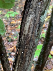 Cryphonectria parasitica