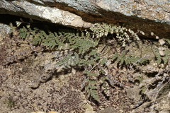 Myriopteris covillei