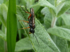 Tenthredo atra