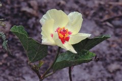 Cienfuegosia hispida