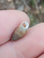Mastus pupa