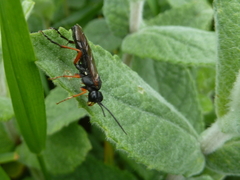 Tenthredo atra