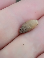 Mastus pupa