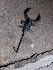 Hadogenes troglodytes