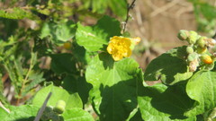 Wissadula densiflora