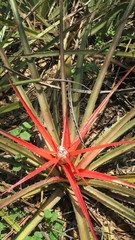 Bromelia serra