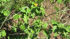 Wissadula densiflora