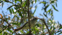 Inezia inornata