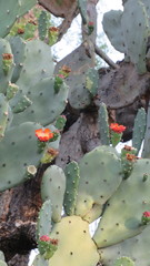 Opuntia quimilo