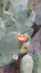 Opuntia quimilo