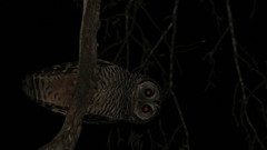 Strix chacoensis