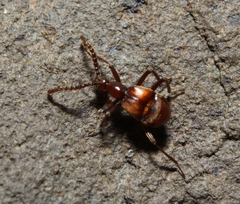 Ceophyllus monilis