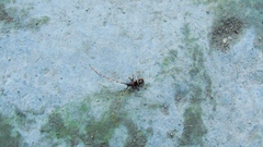 Trachyderes elegans