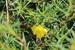 Hibbertia capensis