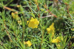 Hibbertia capensis