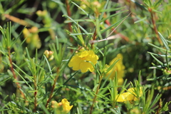 Hibbertia capensis