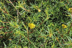 Hibbertia capensis