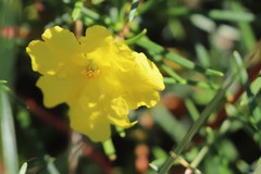 Hibbertia capensis