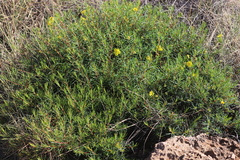 Hibbertia capensis