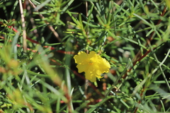 Hibbertia capensis