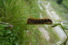 Eriogaster arbusculae