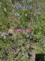 Castilleja purpurea