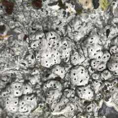 Pertusaria plittiana