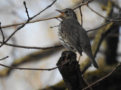 Turdus philomelos