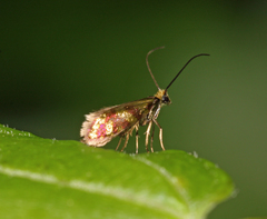 Micropterix tunbergella