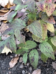 Phloeospora spiraeicola