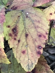 Phloeospora spiraeicola