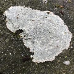 Pertusaria plittiana