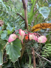 Begonia bracteosa