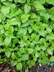 Circaea alpina pacifica