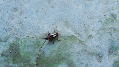 Trachyderes elegans