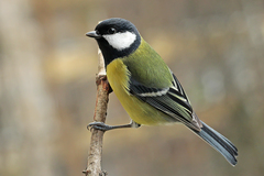 Parus major