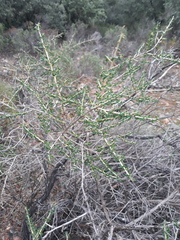 Adenocarpus telonensis