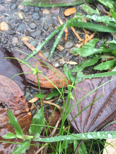 Cyperus gracilis observed 2018-04-28