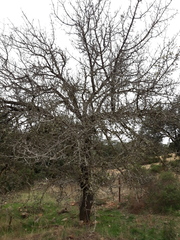 Pyrus bourgaeana