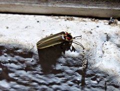Photinus signaticollis