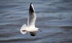 Chroicocephalus ridibundus