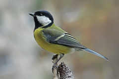 Parus major