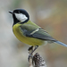 Great Tit - Photo (c) Gintautas Steiblys, some rights reserved (CC BY-NC), uploaded by Gintautas Steiblys