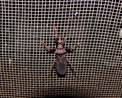 Opisthacidius