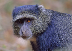 Cercopithecus mitis manyaraensis