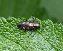 Chrysobothris holochalcea