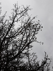 Pyrus bourgaeana