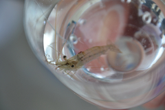 Palaemon macrodactylus