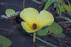 Hydrocleys nymphoides